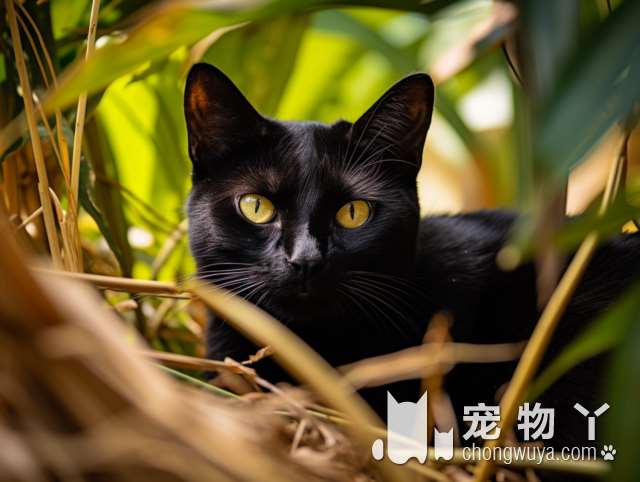 想要养猫吗？团团喵猫馆等你来!