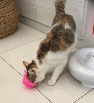超爱拿饮水机做实验的猫，无论玩具或纸巾都难逃