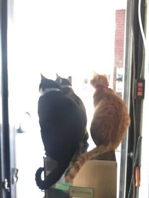 三只猫坐在饮水机上，表情动作完全同步，这是喵星的新偶像团吗？